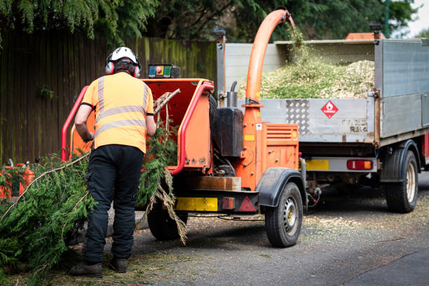 Palm Tree Trimming in Setauket, NY